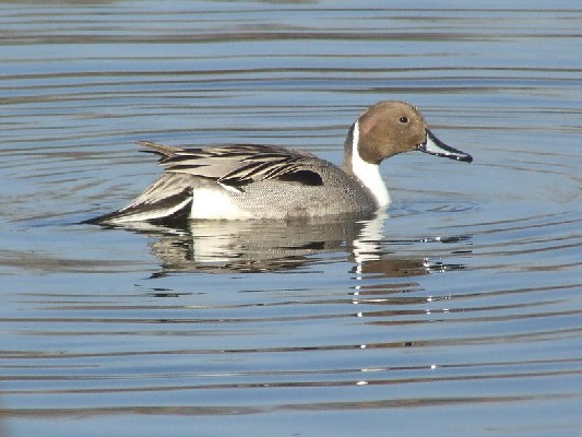 Northern Pintail in morning light