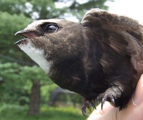 White-rumped Swift in the hand...
