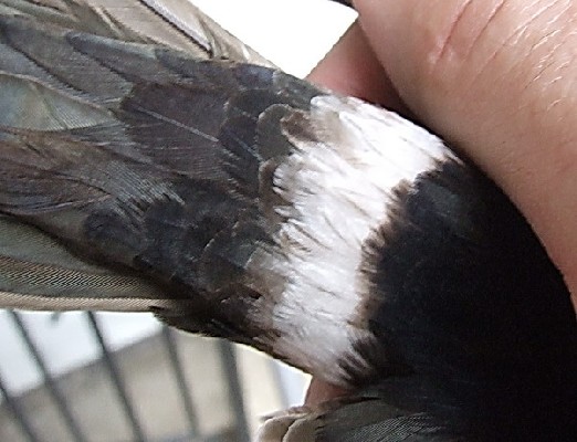 Extent of white on swift's rump