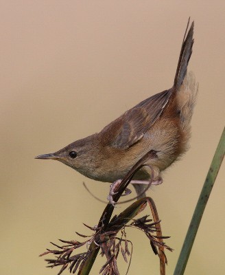 Little rush warbler in typical pose