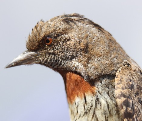 Red-throated wryneck in the hand