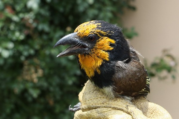 A xanthochroic black-collared barbet 