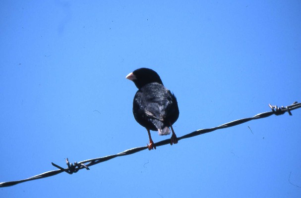 Variable Indigobird perched on wire