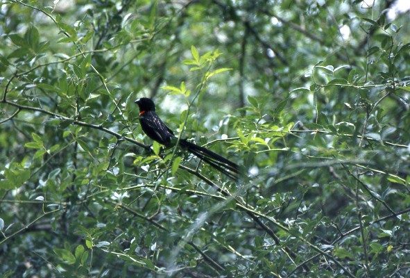 Red-collared Widowbird in tree