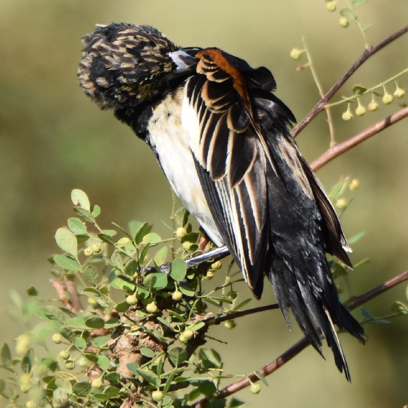 Fan-tailed Widowbird Male Non-Breeding