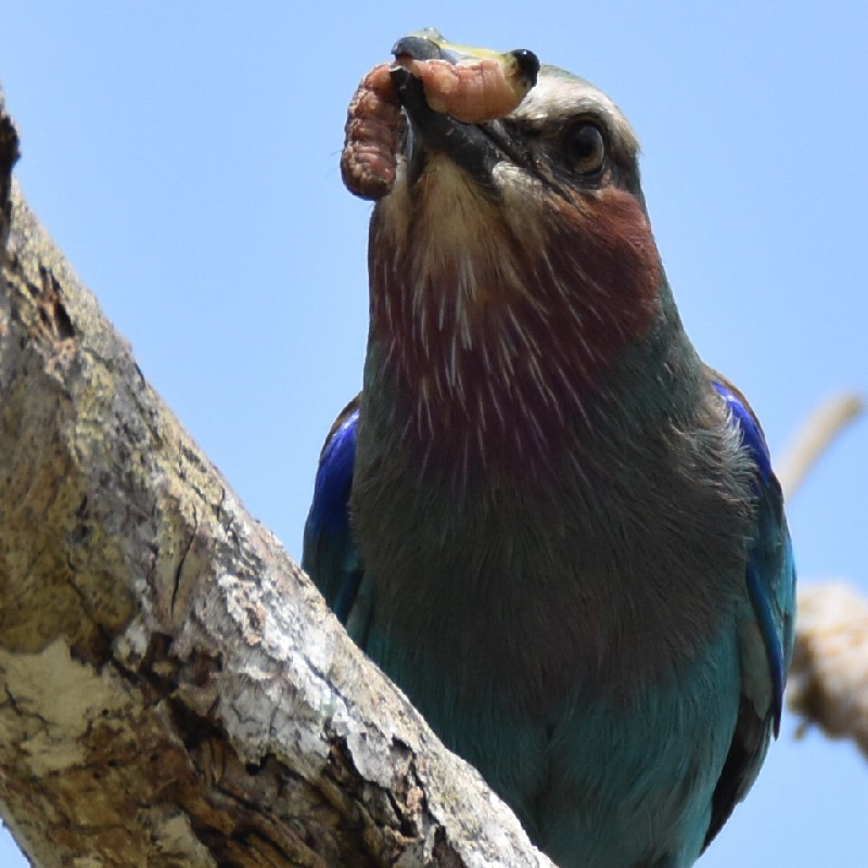 Lilac-breasted Roller eating a worm
