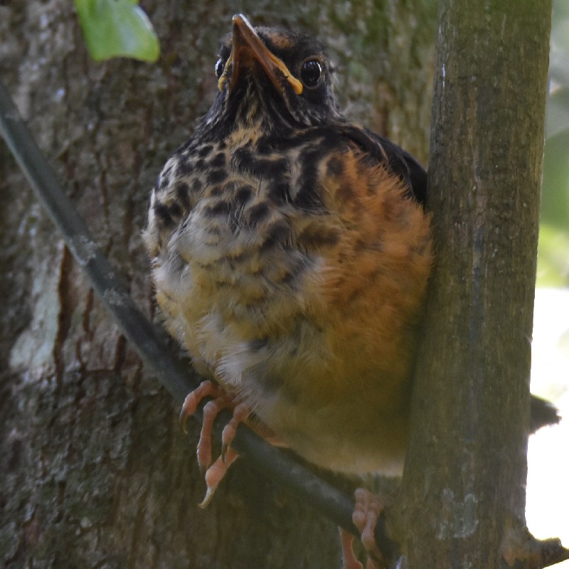 Young Taita Thrush waiting to be fed by a nearby parent