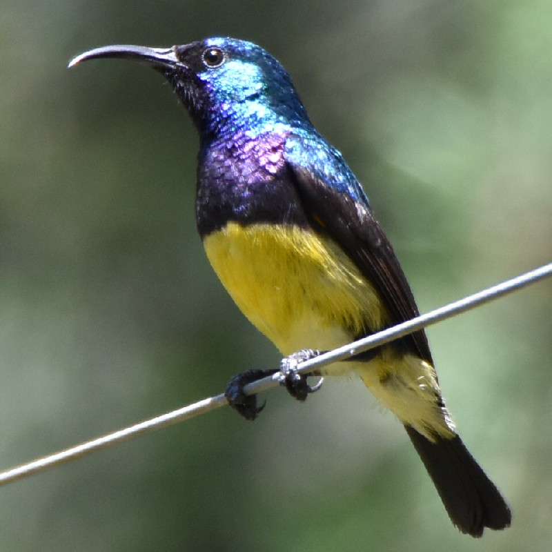 Male Variable Sunbird
