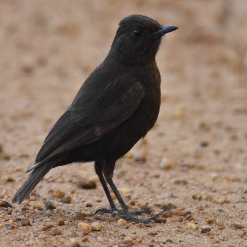 Sooty Chat (Female)