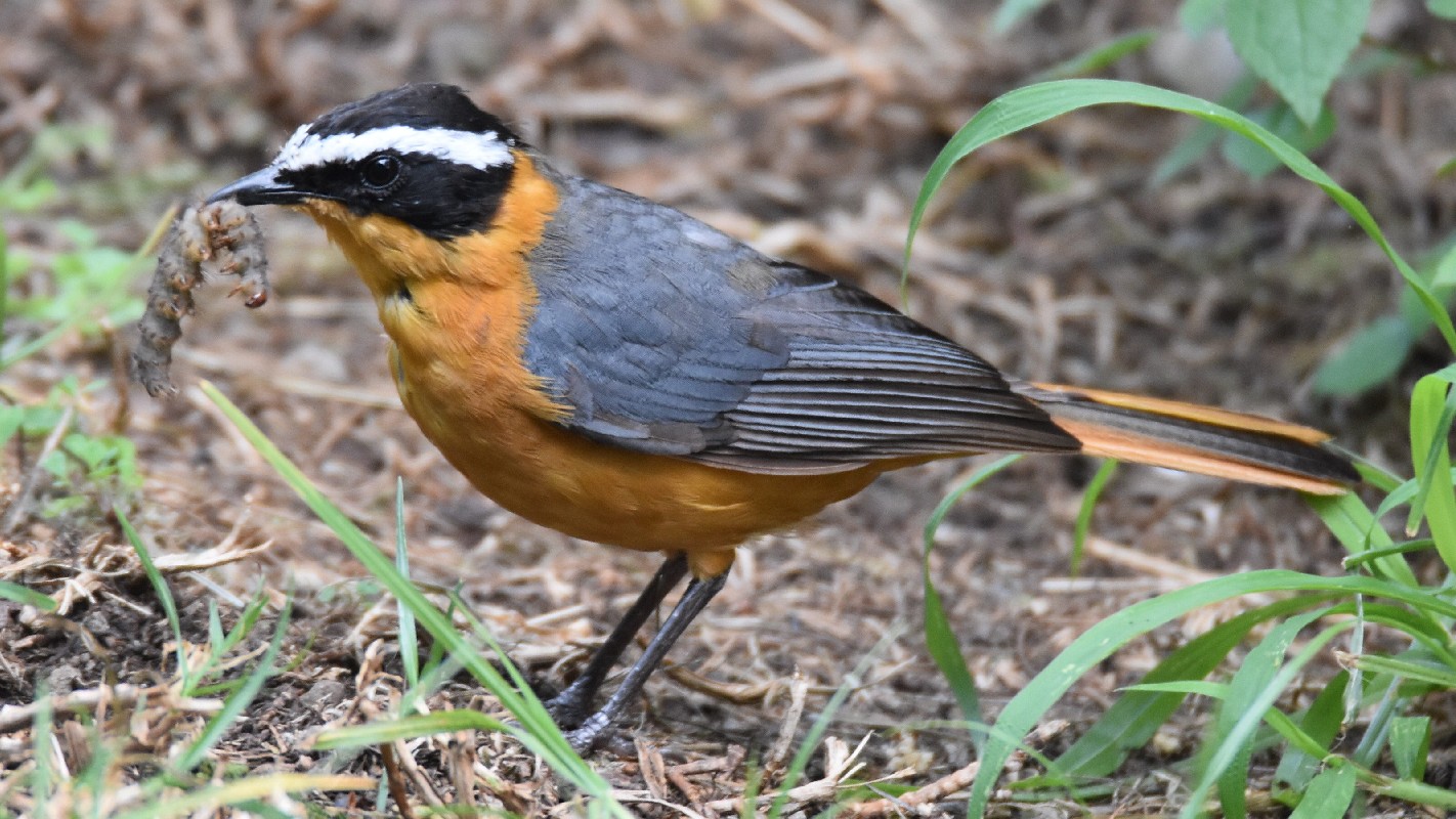 White-browed Robin-Chat eating a worm