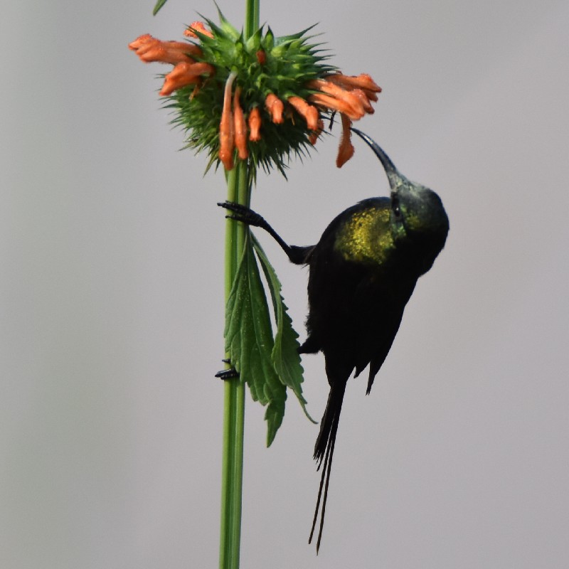 Bronze Sunbird (male)