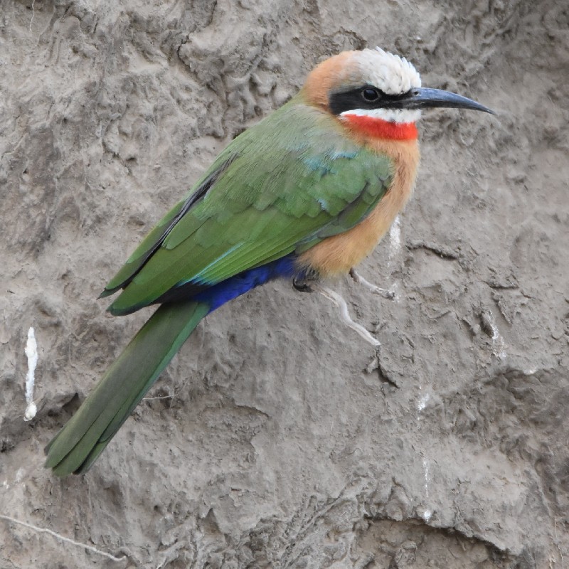White-fronted Bee-eater at colony