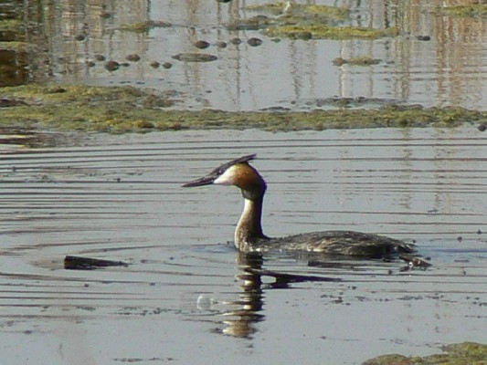 Great Crested Grebe