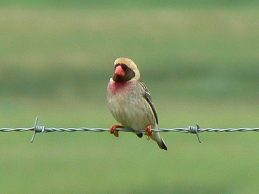 Red-billed Quelea
