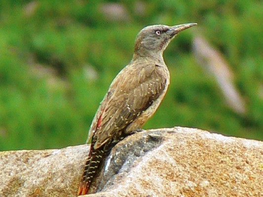 Ground Woodpecker