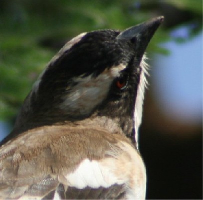 White Browed Sparrow weaver
