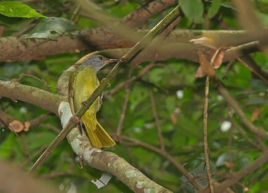 Grey-headed Sunbird in Semuliki Forest