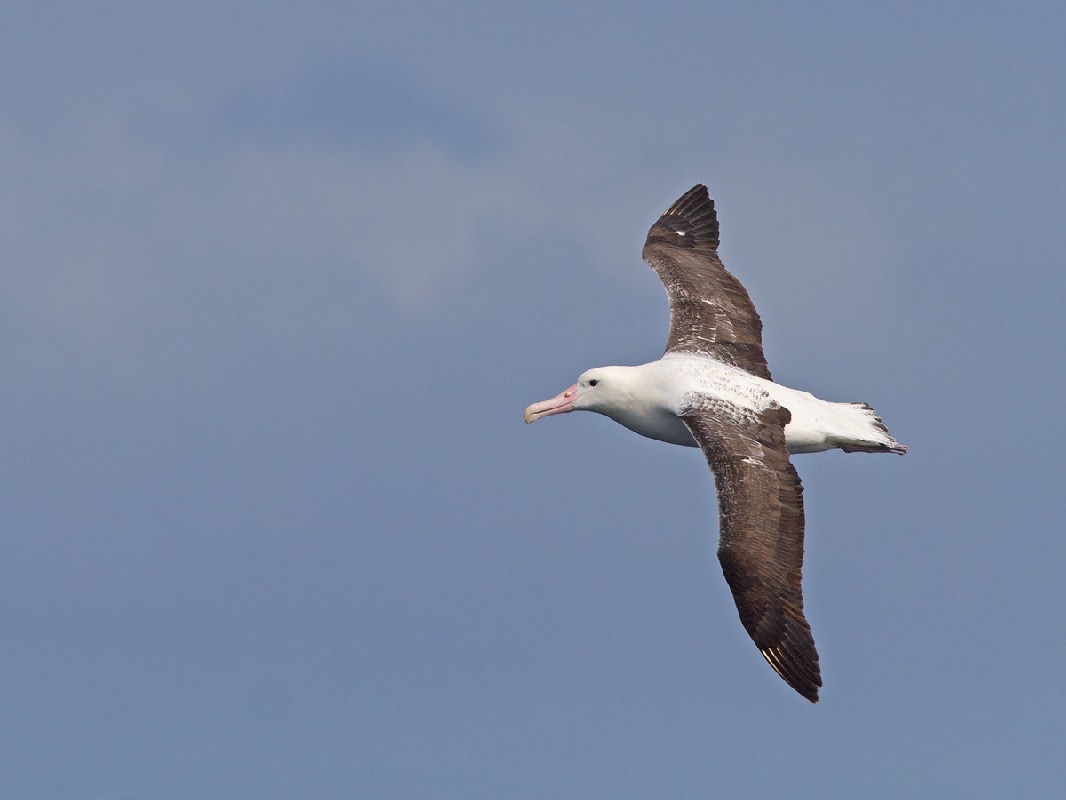 Southern Royal Albatross
