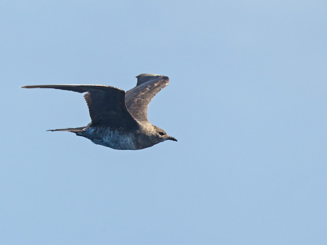 Long-tailed Skua