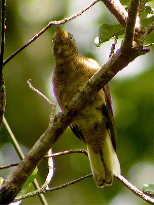 Yellow-throated Cuckoo