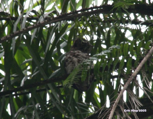 Akun eagle-owl in palm tree, SE Sierra Leone