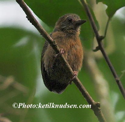 African Piculet