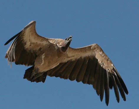 African White-backed Vulture