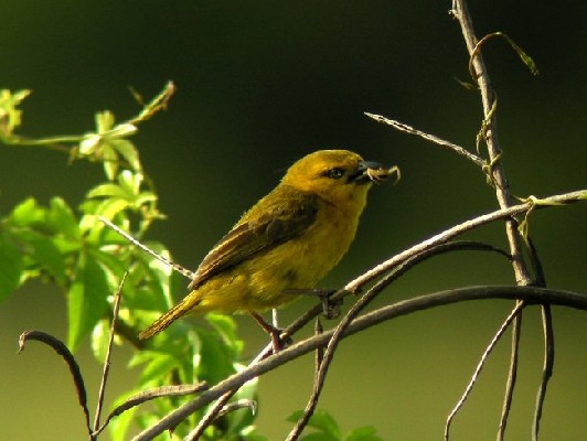 Slender-billed Weaver