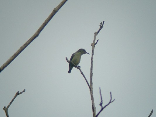 Little Green Sunbird at forest edge