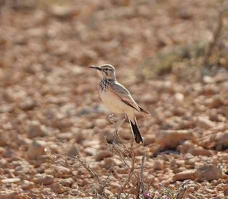 Greater Hoopoe-Lark in the desert