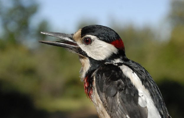 Great Spotted Woodpecker breeding bird
