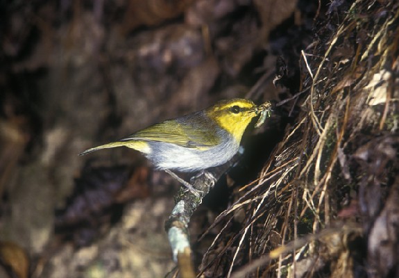 Yellow-throated Woodland-Warbler feeding chicks