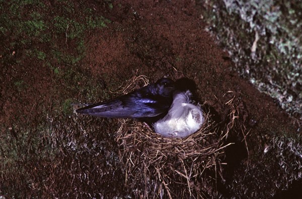 Blue Swallow