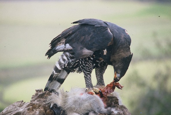 Crowned Eagle feeding
