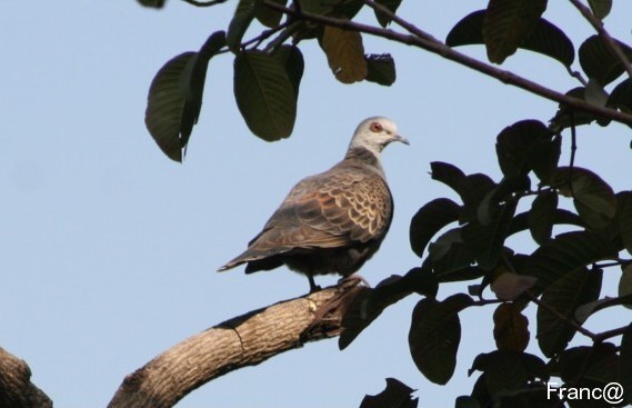 Adamawa Turtle Dove