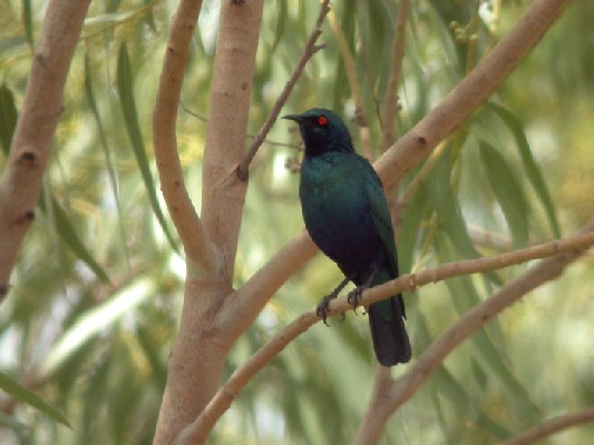 Probable Bronze-tailed Glossy Starling