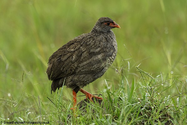 Red-necked Spurfowl Juvenile