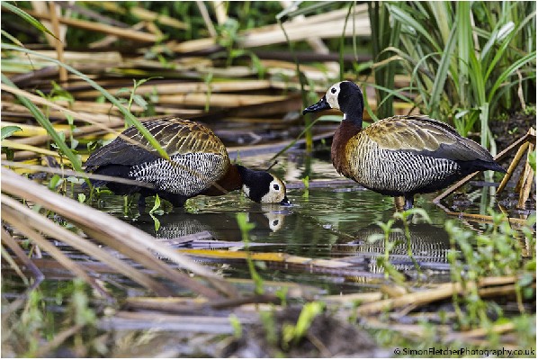 Pair - White-faced Whistling Duck