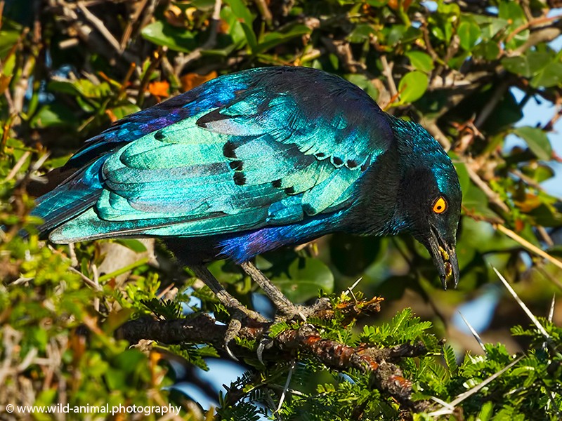 Greater Blue-eared Starling eating bugs