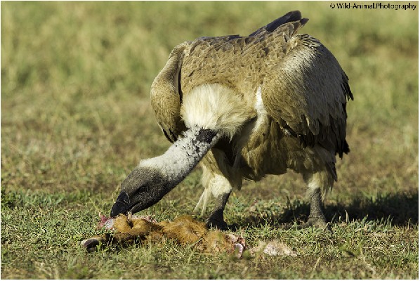 White-backed Vulture Eating