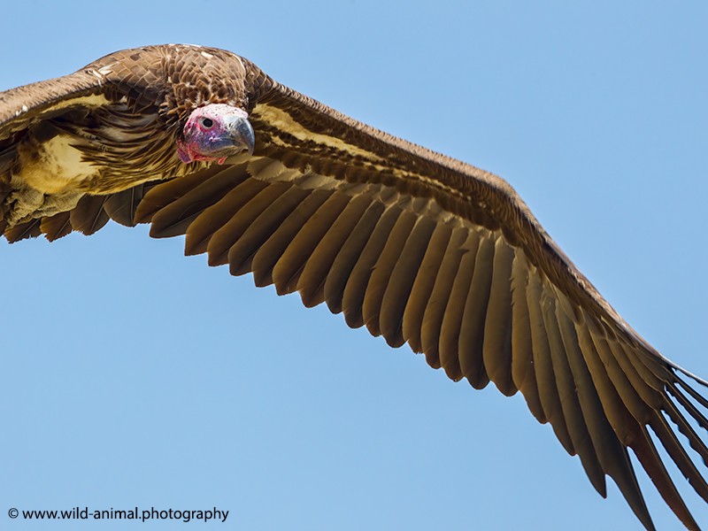Lappet-faced Vulture Flying