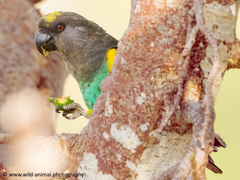 Meyers (Brown) Parrot