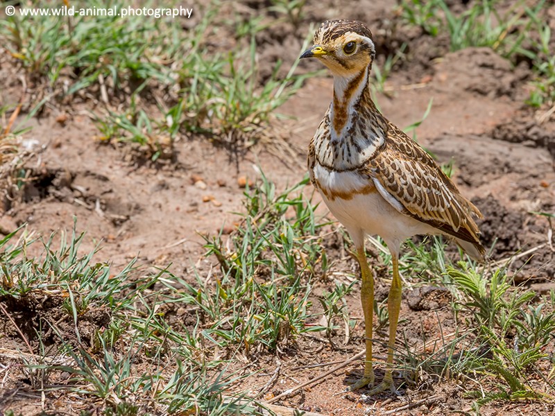 Three-banded (Heuglins) Courser