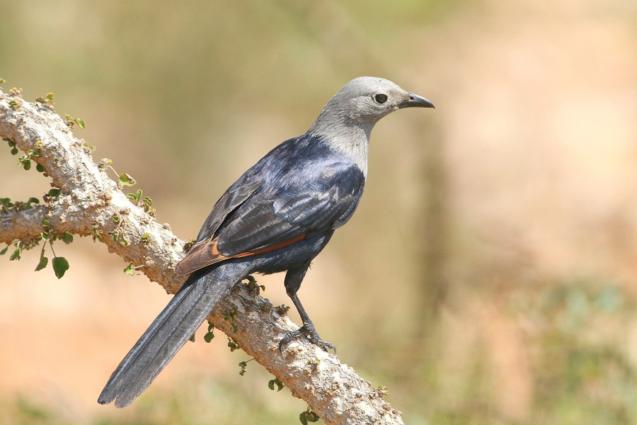 Somali Starling