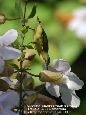 Olive-belied Sunbird