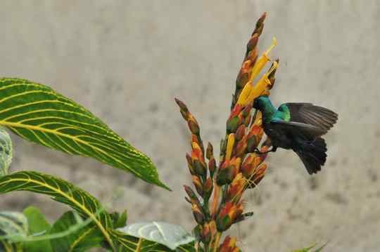 Purple-banded Sunbird out of range : first in Cameroon