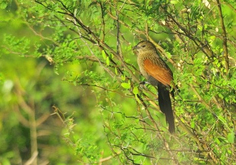coucal toulou