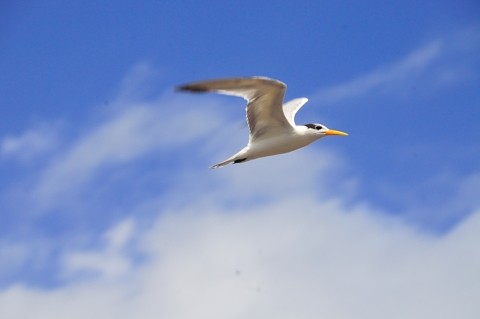 Lesser Crested Tern overflying the beach