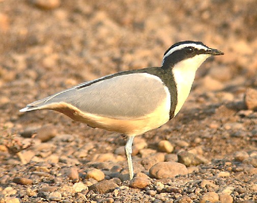 Egyptian Plover