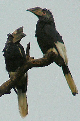 Black-and-white-casqued Hornbill displaying pair